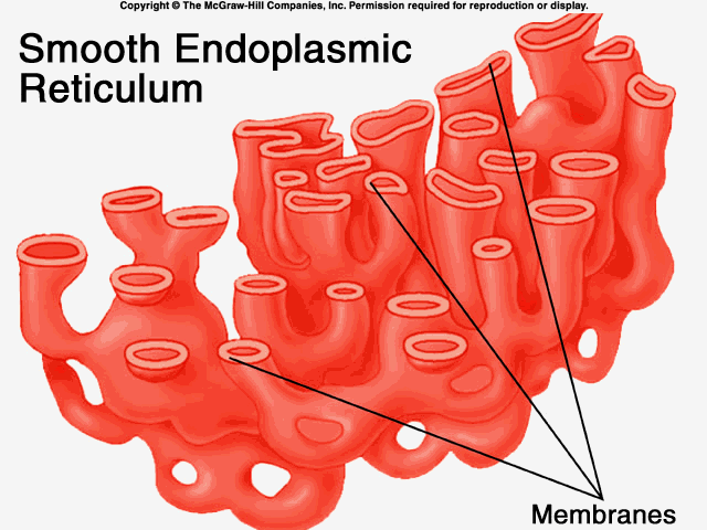Smooth Endoplasmic Reticulum - Definition, Structure & Functions