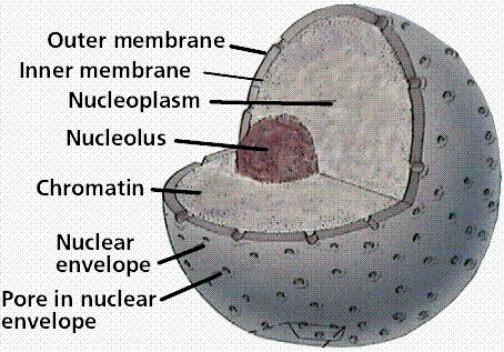 nuclear envelope